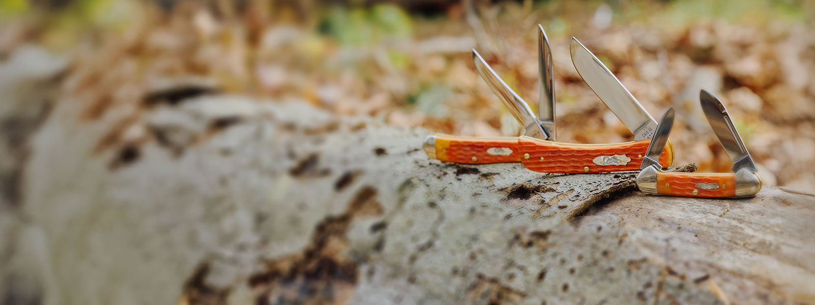 Three Case knives in a nature scene.