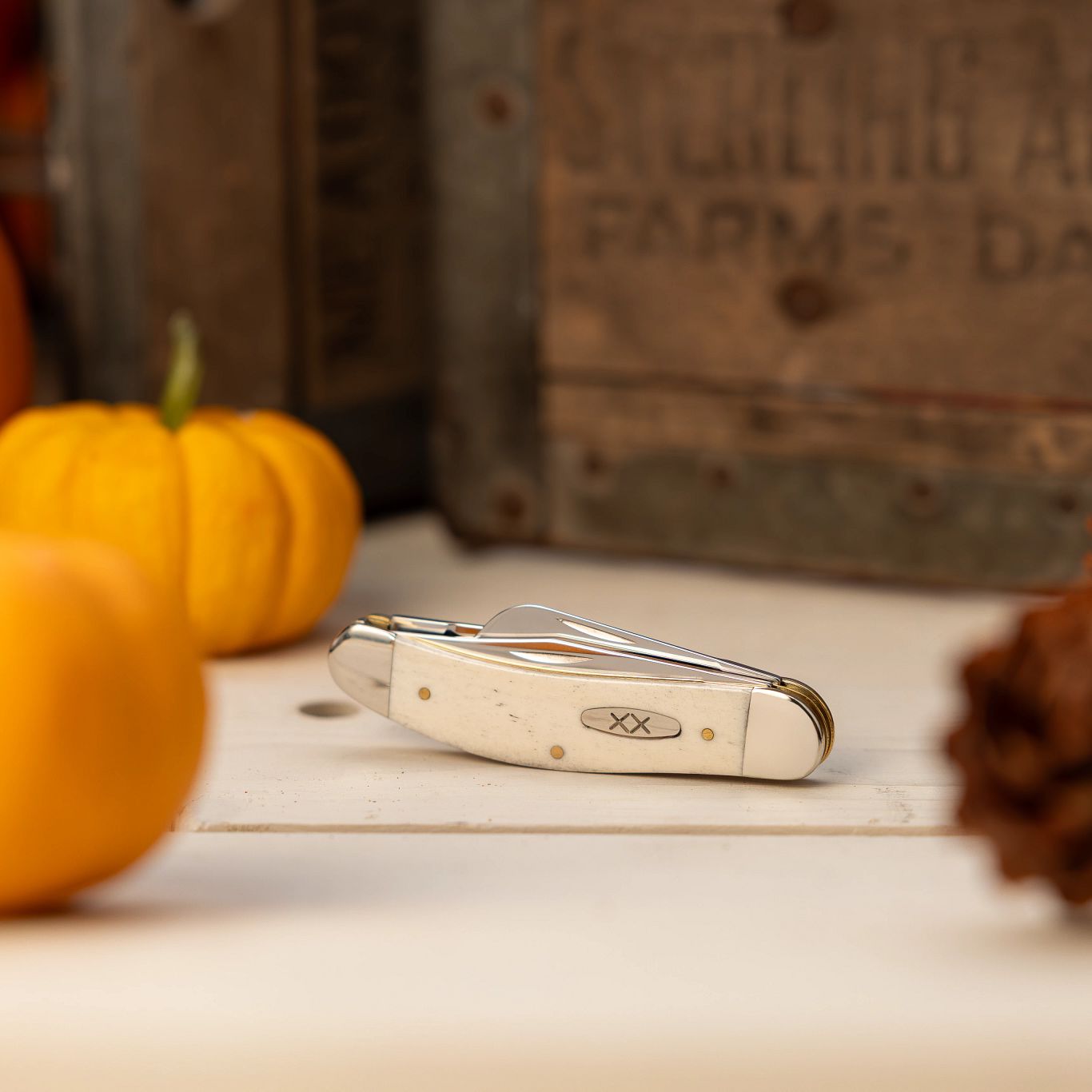 Smooth Natural Bone Sowbelly on a wooden surface with gourds and a pinecone nearby.